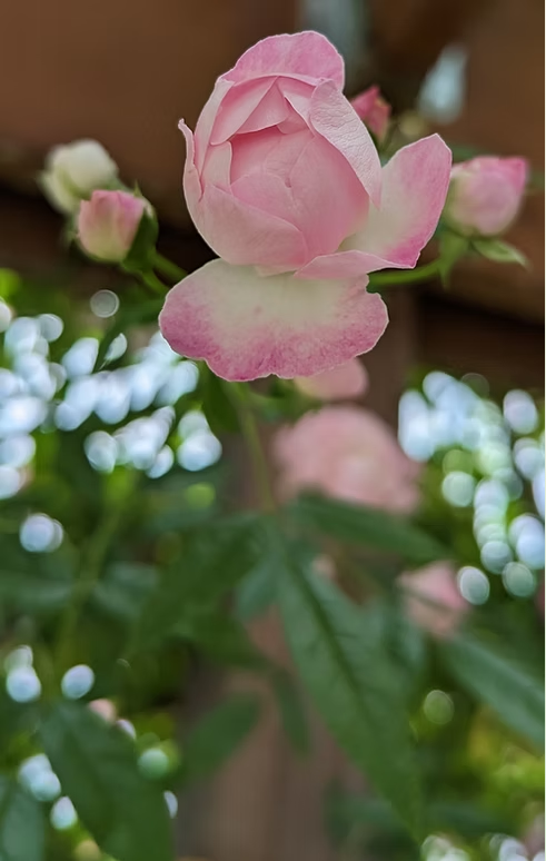 Homepage image